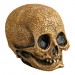 Masks - Illusive Concepts - Cranial Skull (Latex)